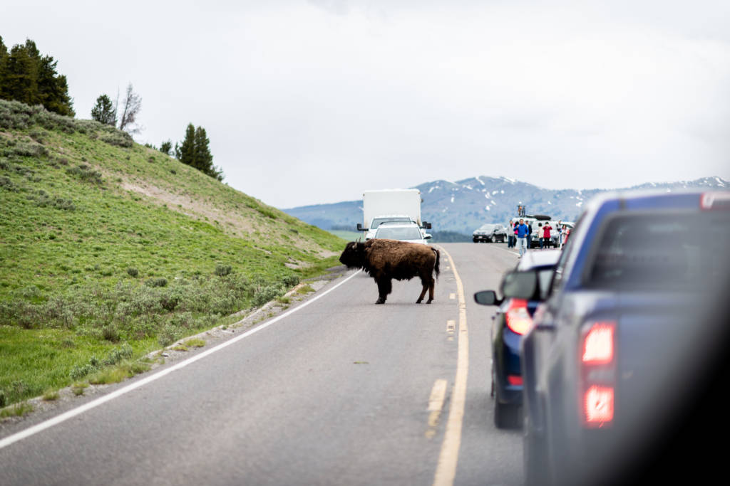 roadtrip à Yellowstone