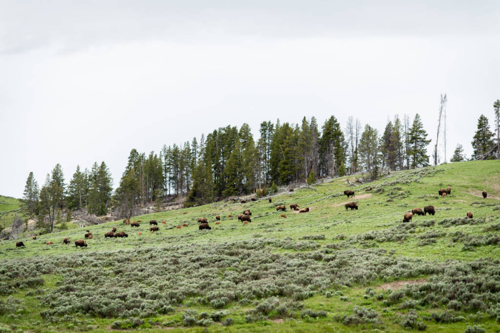 roadtrip à Yellowstone